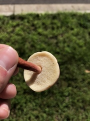 Gyroporus purpurinus