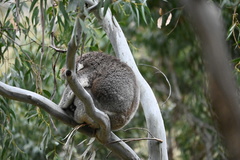 Phascolarctos cinereus