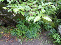 Viburnum erubescens