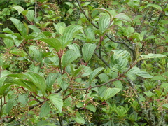 Viburnum erubescens