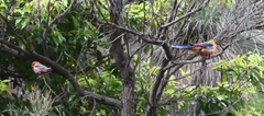 Platycercus elegans adelaidae