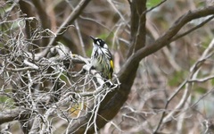 Phylidonyris novaehollandiae