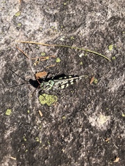 Spharagemon marmorata