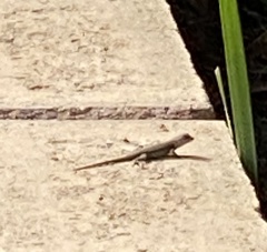 Sceloporus occidentalis