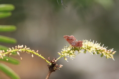 Riodinidae