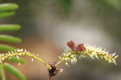 Riodinidae