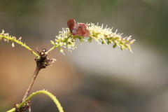 Riodinidae
