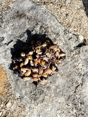 Bassariscus