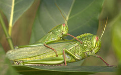 Chondracris bengalensis
