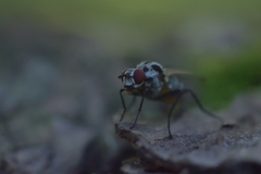 Muscoidea