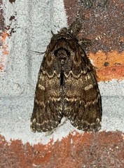 Peridea bordeloni