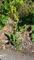 Asclepias syriaca