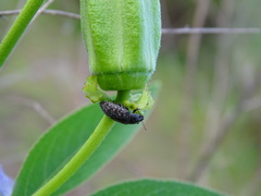 Epitragodes tomentosus