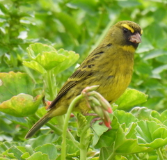 Crithagra scotops umbrosa