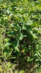 Asclepias syriaca