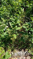 Asclepias syriaca