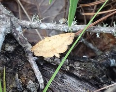 Hemeroplanis scopulepes