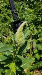 Asclepias syriaca