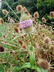 Dipsacus fullonum