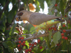 Poicephalus rufiventris