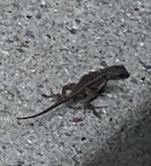 Sceloporus occidentalis