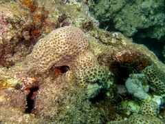 Leptastrea