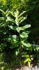Asclepias syriaca