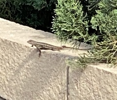 Sceloporus occidentalis