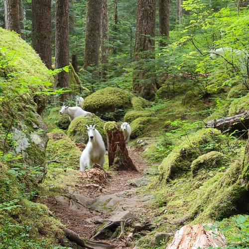 Mountain Goat photographed in Washington