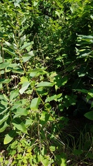 Asclepias syriaca