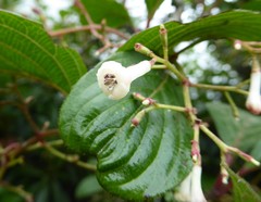 Viburnum erubescens