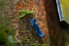 Proconia esmeraldae