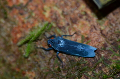 Proconia esmeraldae