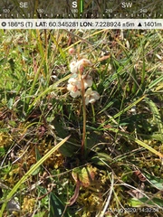 Pyrola rotundifolia norvegica