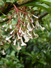 Viburnum erubescens