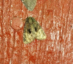 Phosphila turbulenta