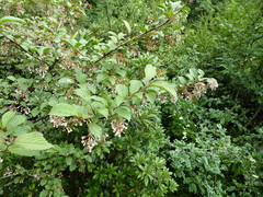 Viburnum erubescens