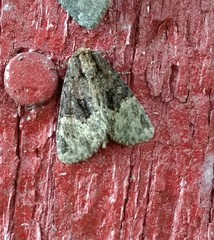 Phosphila turbulenta