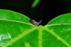 Lycoderes fabricii
