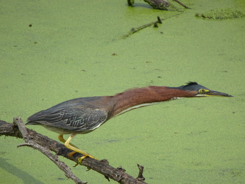 Green Heron photographed in Minnesota