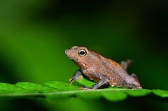 Rhinella castaneotica