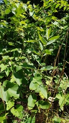 Asclepias syriaca
