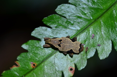 Epistrophus ambitiosus