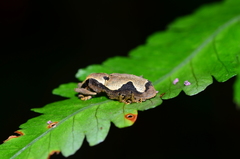Epistrophus ambitiosus