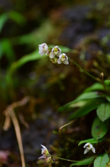 Cheiradenia cuspidata