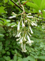 Viburnum erubescens