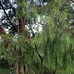 Juniperus poblana