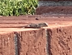 Sceloporus occidentalis