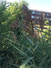 Phragmites australis