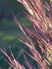 Phragmites australis